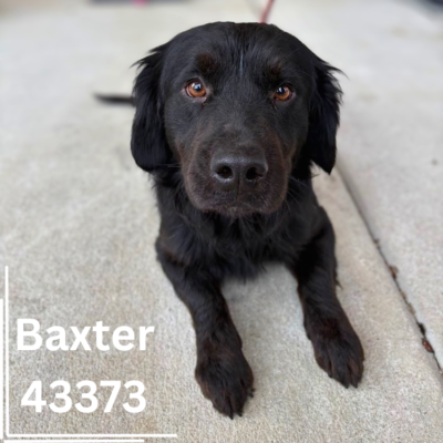 Baxter 43373, 2 Years/Male