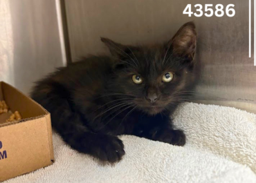 Blacklie 43586, 10 Weeks/ Female