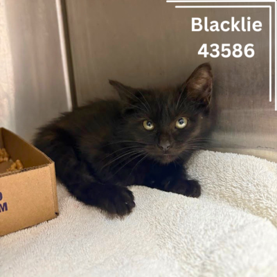 Blacklie 43586, 10 Weeks/ Female