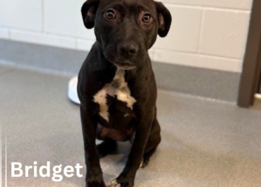 Bridget 43640, 9 Months/Female