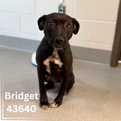 Bridget 43640, 9 Months/Female
