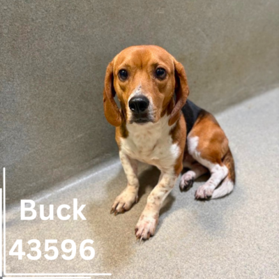 Buck 43596, 2 Years/Male