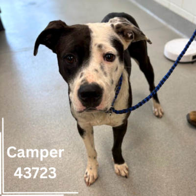 Camper 43723, 2 Years/Male