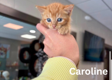 Caroline 43566, 5 Weeks/ Female