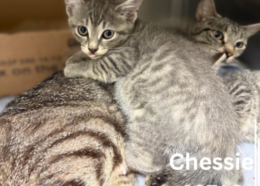 Carly & Kittens 43714-17, 1 Year/10 Weeks, Male&Female