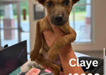 Claye 43680, 8 Weeks/ Female