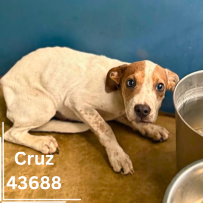 Cruz 43688, 3 Months/Male