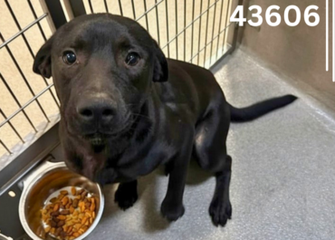 Cutter 43606, 2 Year Old/ Female