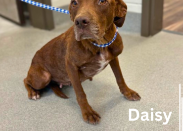 Daisy 43570, 3 Years/ Female