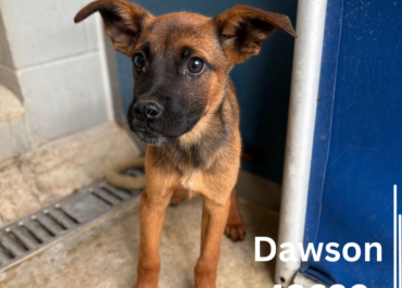 D-Pups 43620-28, 5 Months/Male&Female