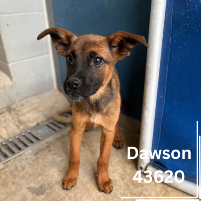 D-Pups 43620-28, 5 Months/Male&Female
