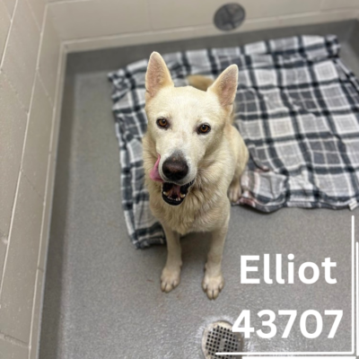 Elliot 43707, 2 Years/Male