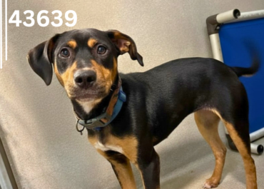 Emma 43639, 2 Years/ Female