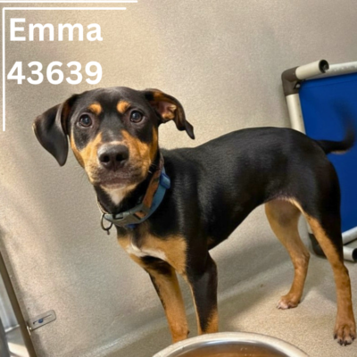 Emma 43639, 2 Years/ Female