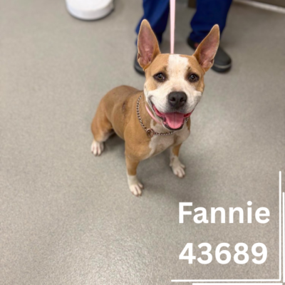 Fannie 43689, 2 Years old/Female