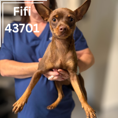 Fifi 43701, 3 Years/Female