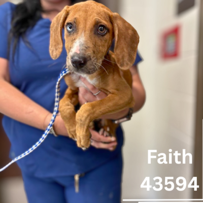 Faith 43594, 4 Month/ Female