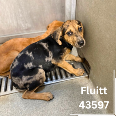 Fluitt 43597, 4 Months/ Male