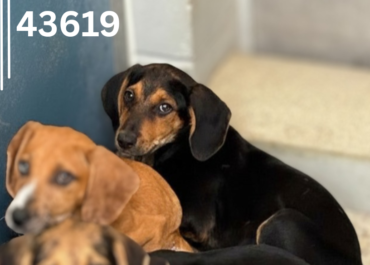 Fred 43619, 4 Months/ Male