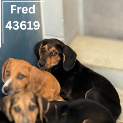 Fred 43619, 4 Months/ Male