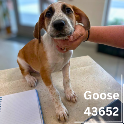 Goose 43652, 3 Months/Male