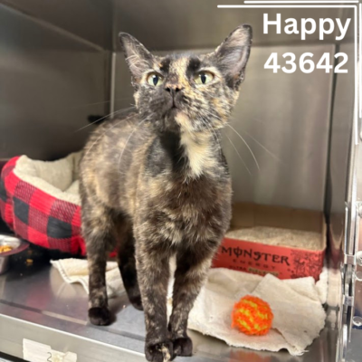 Happy 43642, 7 Months/Female