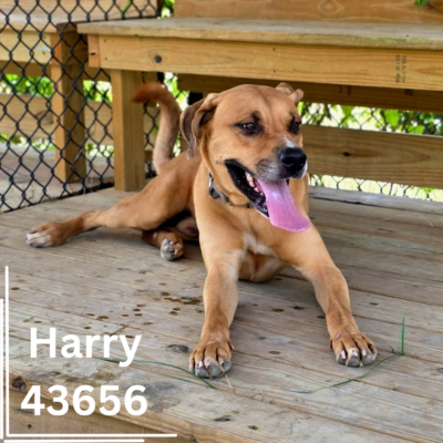 Harry 43656, 1 Year/Male