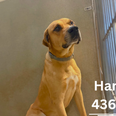 Harry 43656, 1 Year/Male