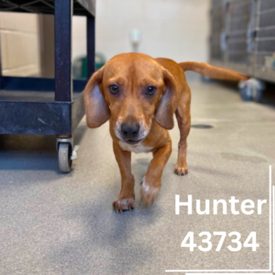 Hunter 43734, 1 Year/Male PENDING
