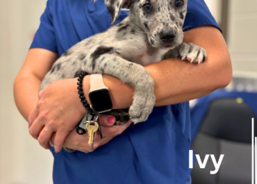 Ivy 43678, 8 Weeks/Female