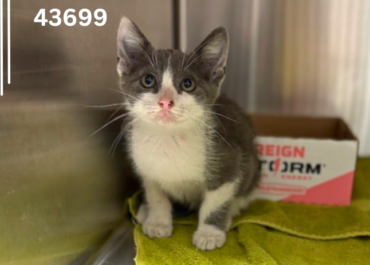 Jellybean 43699, 12 Weeks/Male