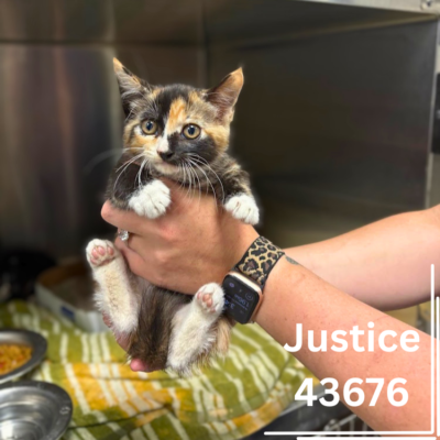 Justice 43676, 8 Weeks/Female