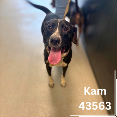 Kam 43563, 1 Year, Male