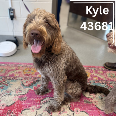 Kyle 43681, 1Y8M/Male