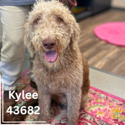 Kylee 43682, 1Y8M/Female