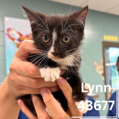 Lynn 43677, 8 Weeks/Male
