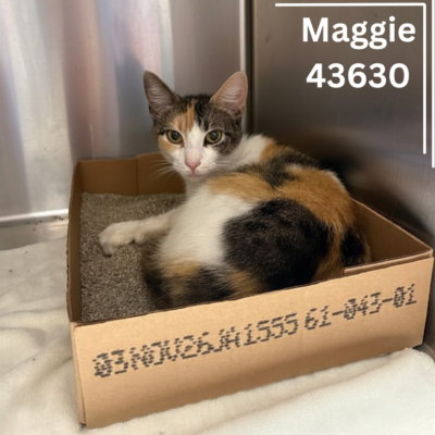 Maggie 43630, 2 Years/Female