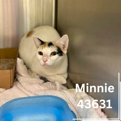 Minnie 43631, 2 Years/Female