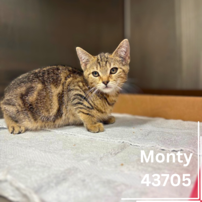 Monty 43705, 9 Weeks/Male