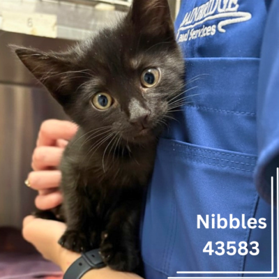 Nibbles 43583, 9 Weeks/Female