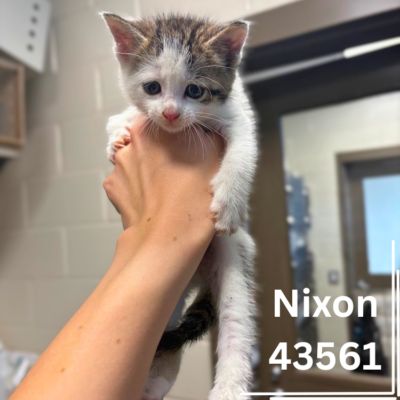 Nixon 43561, 7 Weeks/ Male