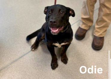 Odie 43752, 1 Year/Male
