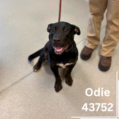 Odie 43752, 1 Year/Male