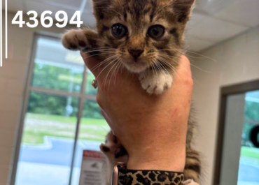 Ollie 43694, 8 Weeks/Male