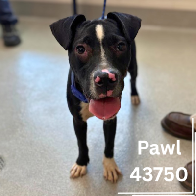 Pawl 43750, 11 Months/Male
