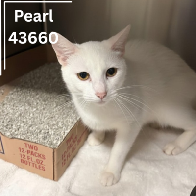 Pearl 43660, 2 Years/Female