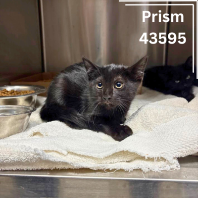 Prism 43595, 10 Weeks/ Female