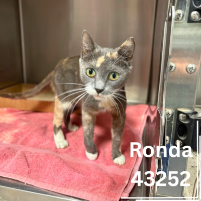 Ronda 43252, 3 Years/Female