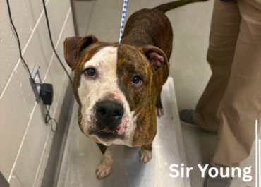 Sir Young 43686, 3 Years/ Male