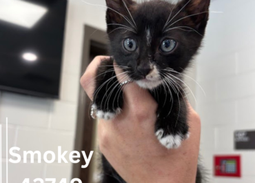 Smokey 43749, 9 Weeks/ Male